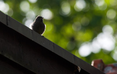 Black Redstart