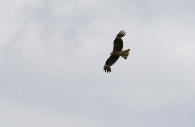 Birds in Sweden