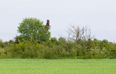 Black Kite