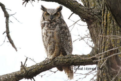 Great Horned Owl