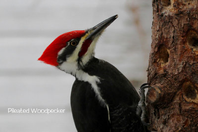 Pileated Woodpecker