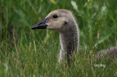 Gosling