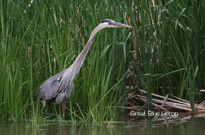 Great Blue Heron