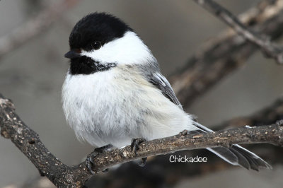 Black-capped Chickadee