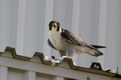 2014 Manitoba Peregrines
