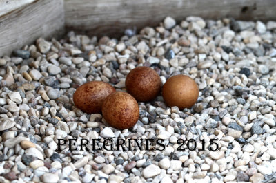 2015 Manitoba Peregrines
