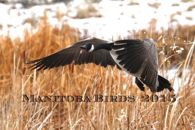 2015 Manitoba Birds