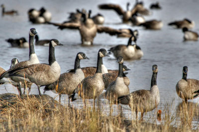 Cover - Canada Geese