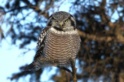 Feb - Northern Hawk Owl