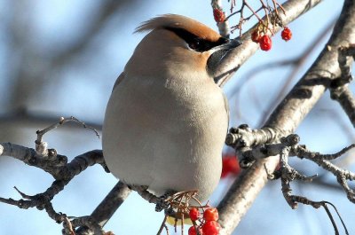 Mar - Cedar Waxwings