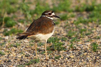 Jul - Killdeer