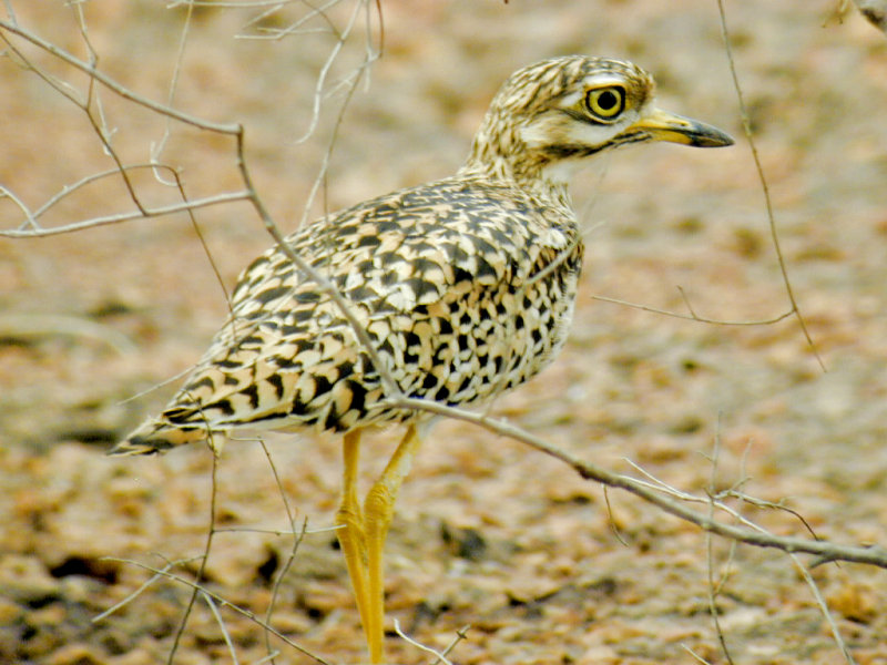 Spotted Thick-Knee on way to Tendaba The Gambia.jpg