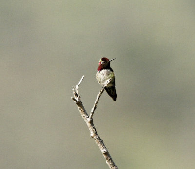 Anna's Hummingbird in Meder Canyon.jpg
