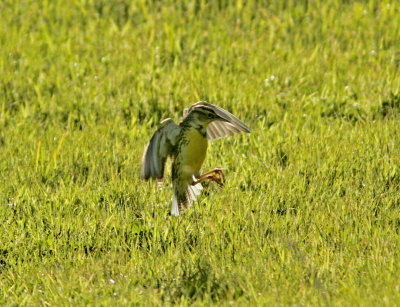 Meadowlark at Shoreline.jpg