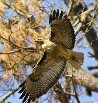 Red-tailed Hawk at Rancho del Oso.jpg