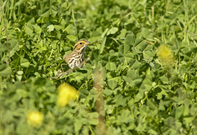 Savannah Sparrow at Shoreline.jpg