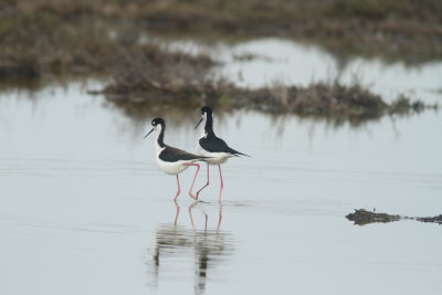 Stilts Mating.JPG