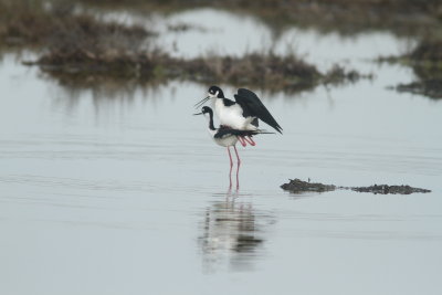 Stilts Mating.JPG