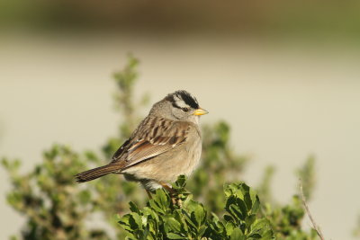 White-crowned Sparrow at Shoreline.JPG