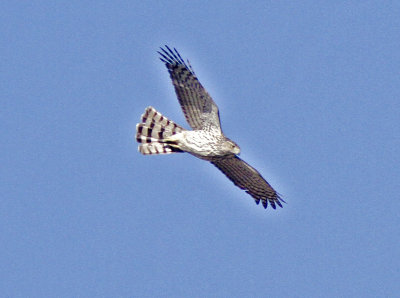 Cooper's Hawk at Keogh's Bishop.jpg