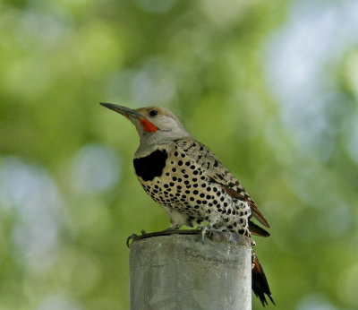 Northern Flicker at Big Pine CA.jpg