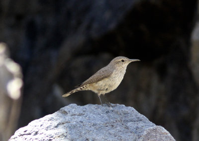 Rock Wren at Hogback Creek Independence CA.jpg