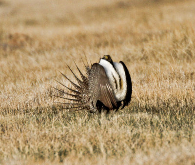 Sage Grouse 7714 at Crowley Lake CA.jpg