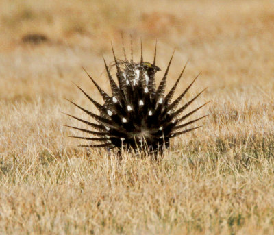 Sage Grouse at Crowley Lake 2.jpg