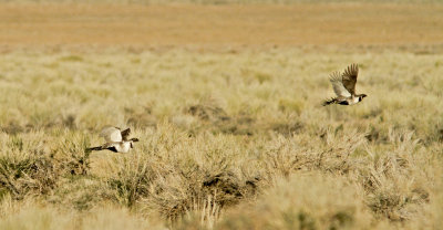 Sage Grouse flying 7635 at Crowley Lake CA.jpg