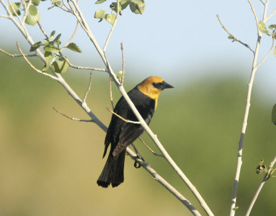 Yellow-Headed Blackbird at Diaz Lake Lone Pine CA.jpg