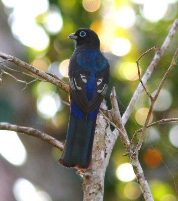 Black-headed Trogon Yukatan.jpg