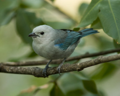 Blue-gray Tanager in Western Panama.jpg