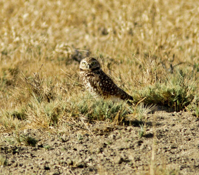 Burrowing Owl at Merced NWR.jpg
