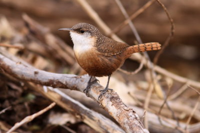 Canyon Wren at Patagonia Lake.JPG