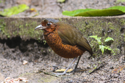 Giant Antpitta-Mindo Ec.jpg