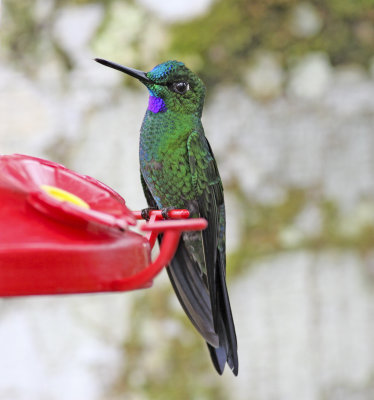 Green-crowned Brilliant-Milpe Ec.jpg