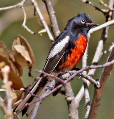 Painted Redstart at South Fork Chiricahua Mts_1024.jpg