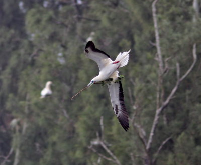 Red-footed Booby on Kauai 2.JPG