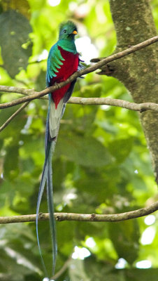 Resplendent Quetzal - Western Panama.jpg