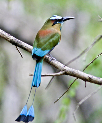 Turquoise-browed Motmot.-Yucatan.jpg
