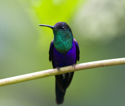 Violet-crowned Woodnymph-Western Panama.jpg