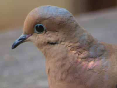 mourning_dove