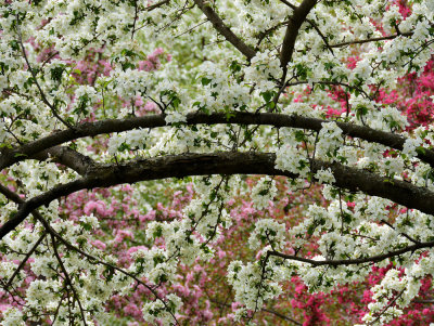 Beautiful Montreal Botanical Garden