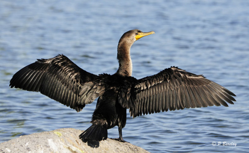 Double-crested Cormorant