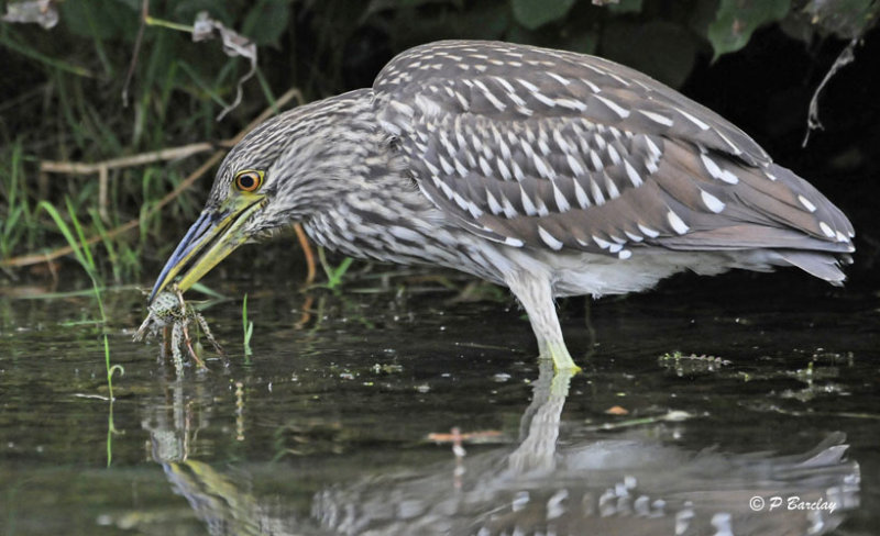 Black-crowned Night-Heron (juv):  SERIES