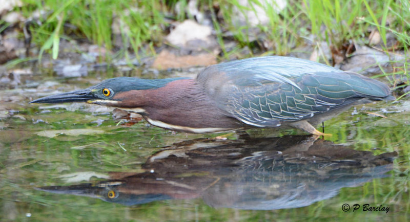 Green Heron:  SERIES