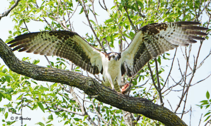 Osprey
