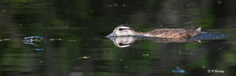 Wood Duck (juv)
