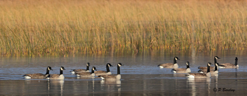 Canada Geese
