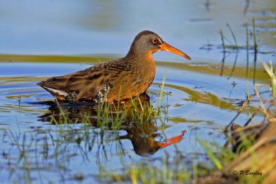 Virginia Rail